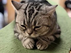-猫和宫(六道口店)