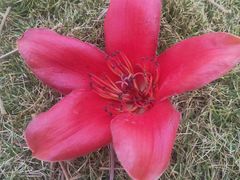 -吴天家私坊铜火锅(远达·帝景华廷店)