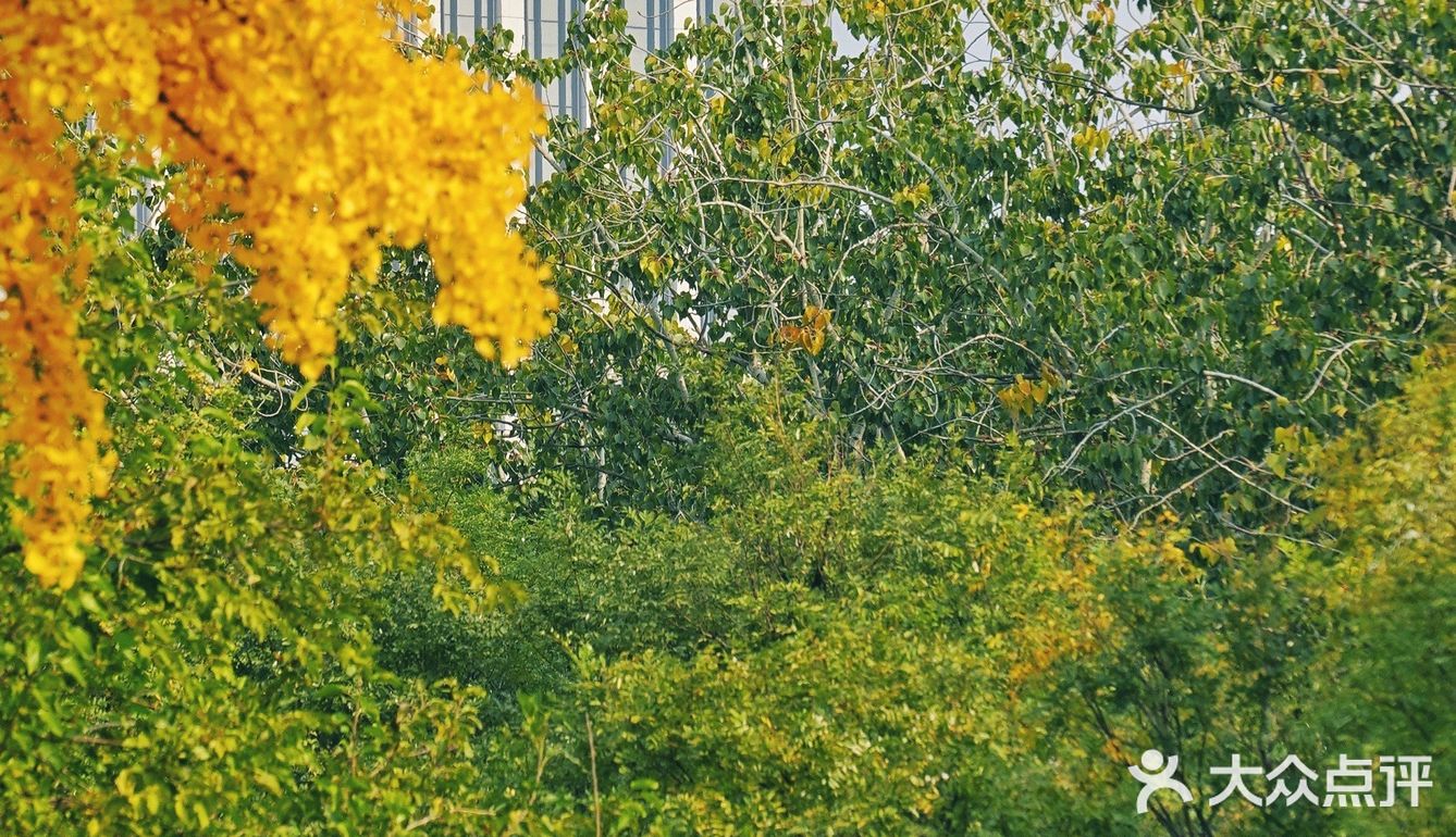 北平之秋｜银杏季｜东直门外大街