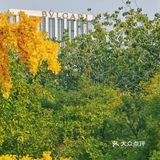 北平之秋｜银杏季｜东直门外大街