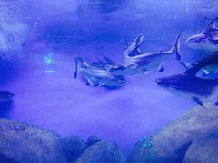 -烟台海昌鲸鲨海洋公园