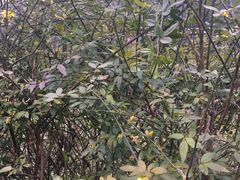 -贵阳市花溪国家城市湿地公园