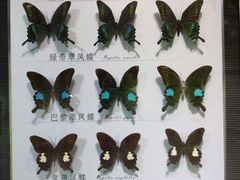 -蝴蝶泉公园