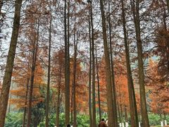 -重庆彩云湖湿地公园