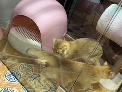 -糯米喵星人总部直营旗舰店·猫舍·幼猫出售