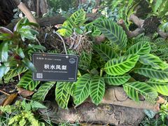 -东莞植物园
