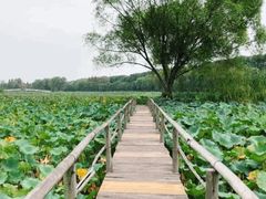 -洪湖生态旅游区