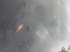 -福田红树林生态公园