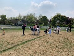 -杭州湾海上花田景区