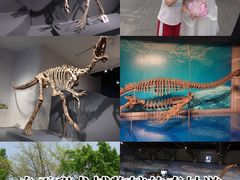 -自贡恐龙博物馆