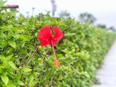 -黄金海岸环岛路