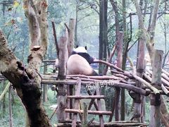 国宝-成都大熊猫繁育研究基地