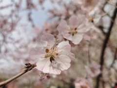 -桃花堤公园