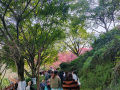 -重庆彩云湖湿地公园