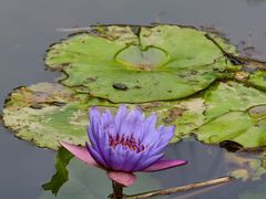 -云溪植物园
