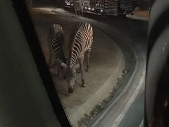 -清迈夜间动物园