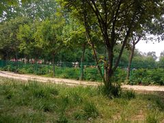 -洛阳郁金香牡丹园