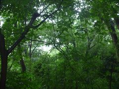 -上海佘山国家森林公园西佘山园