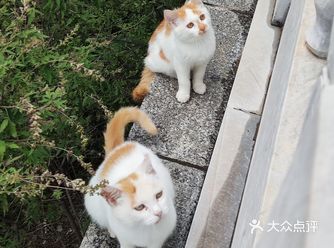 前几年，千灵山有好多好多流浪猫，来往的游人也多