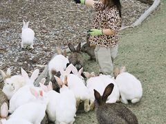 -田园东方蜜桃村的田野营地