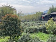 -大唐贡茶院