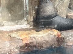 -海合安成都极地海洋公园