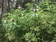 -可伦宾野生动物保护区