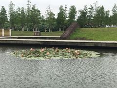 -春花秋色城市公园