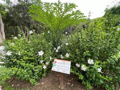 -中国科学院西双版纳热带植物园