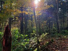 -五营红松林海景区