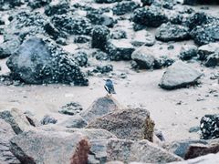 -深圳湾公园(南山区)