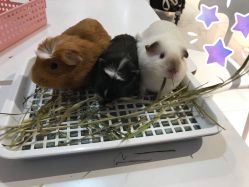 -Moni星球萌宠·小马宝莉·灵蛇·高端高阶全萌宠互动体验俱乐部(红豆国际广场店)
