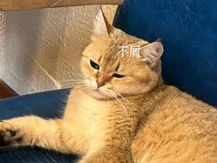 -猫小院猫主题餐厅(南锣旗舰店)