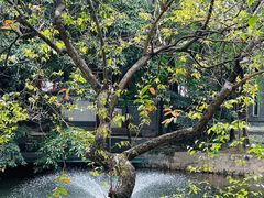 -荔湾湖公园