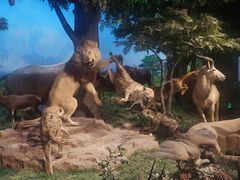 -国家自然博物馆