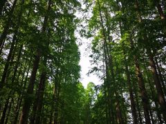 -黄海国家森林公园