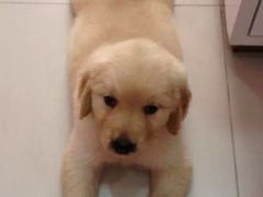 -瑞派·关忠动物医院·异宠专科·犬猫肿瘤·皮肤专科(望京店)