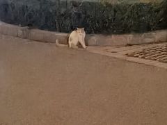 -宠爱国际动物医院· 猫科· 外科·中兽医(长白店)