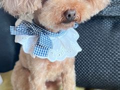 -宠福鑫康馨动物医院·骨科·眼科