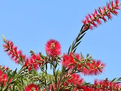 -东莞植物园