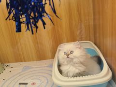 -欣宠猫屋·矮脚拿破仑·蓝金金渐层