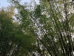 -云南勐巴娜西珍奇园