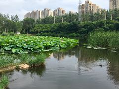 -前关湿地公园