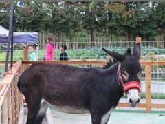 -前小桔亲子创意农场·草莓采摘·露营烧烤