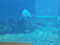 -涛·海底餐厅·美人鱼·自助餐·海底隧道(三亚海棠湾洲际度假酒店)