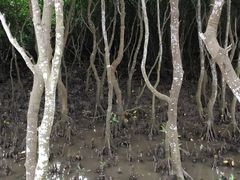 -东寨港红树林旅游区