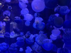 -海合安青岛极地海洋公园