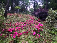 -铁山坪森林公园