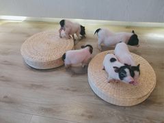 -浣熊柯尔鸭土拨鼠·电玩咖