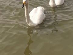 -盐城丹顶鹤湿地生态旅游区
